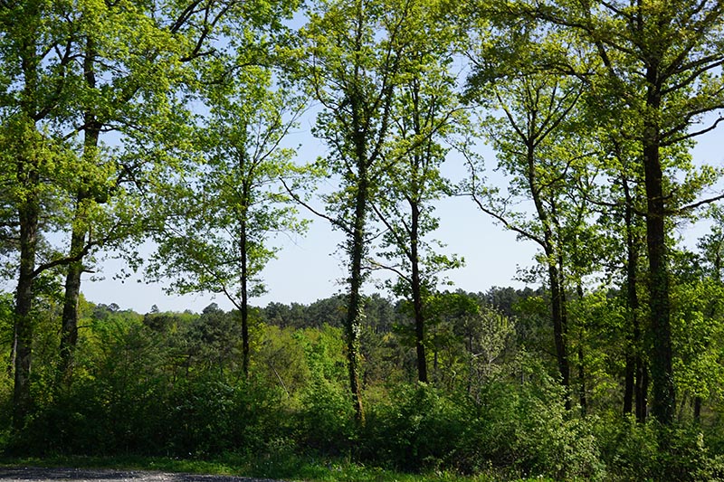 Commune de Saint de Blancaneix Site de la Communauté